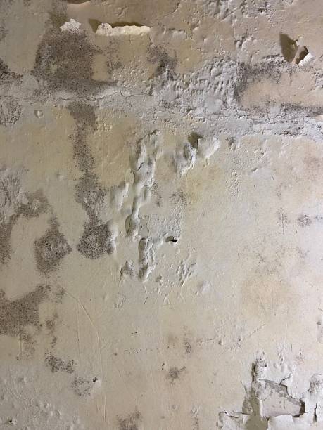 Best Toxic Mold Removal  in Lake Sconsin, WI