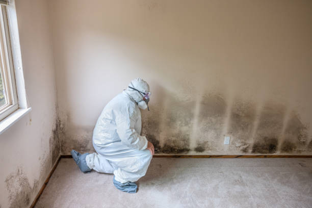 Best Mold Damage Repair  in Lake Sconsin, WI